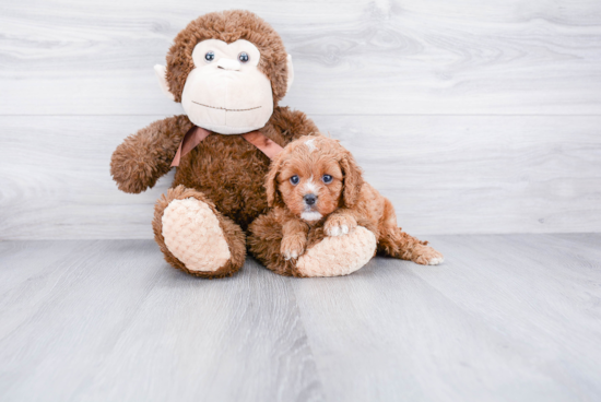 Cavapoo Pup Being Cute