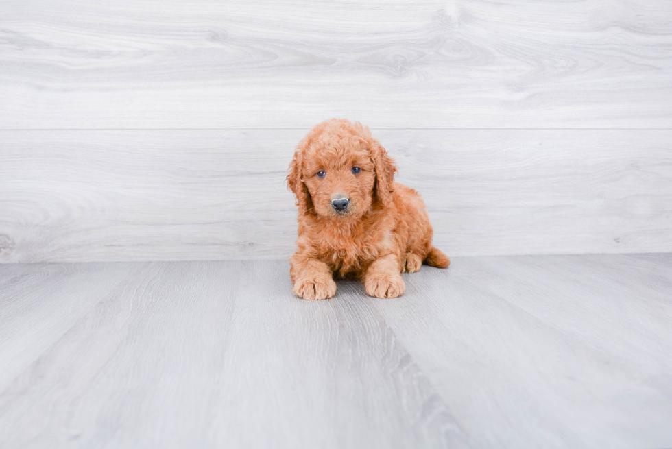 Best Mini Goldendoodle Baby