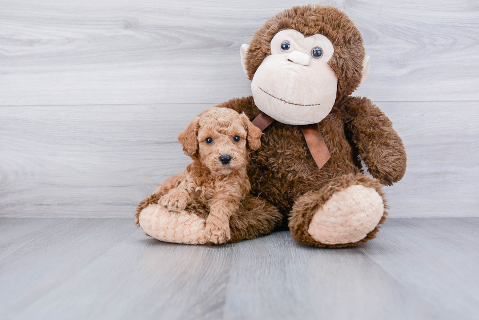 Petite Cockapoo Poodle Mix Pup