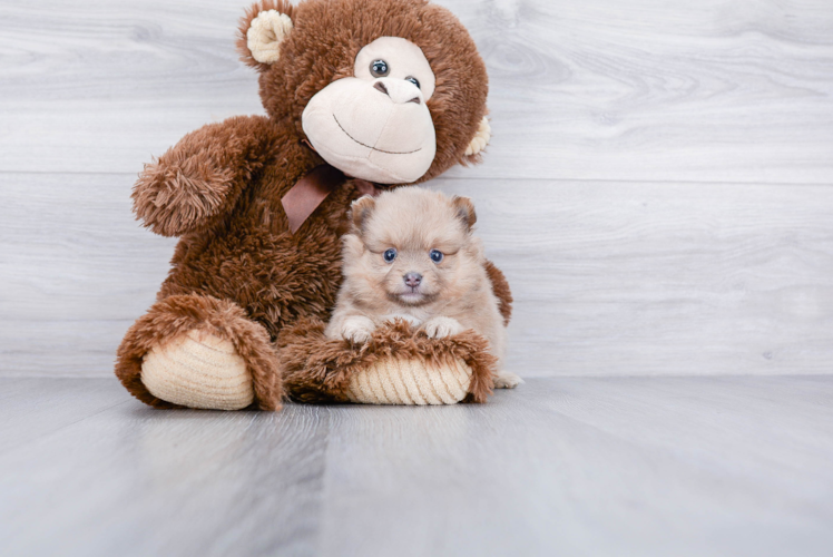Akc Registered Pomeranian Baby
