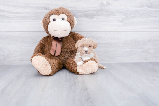 Maltipoo Pup Being Cute