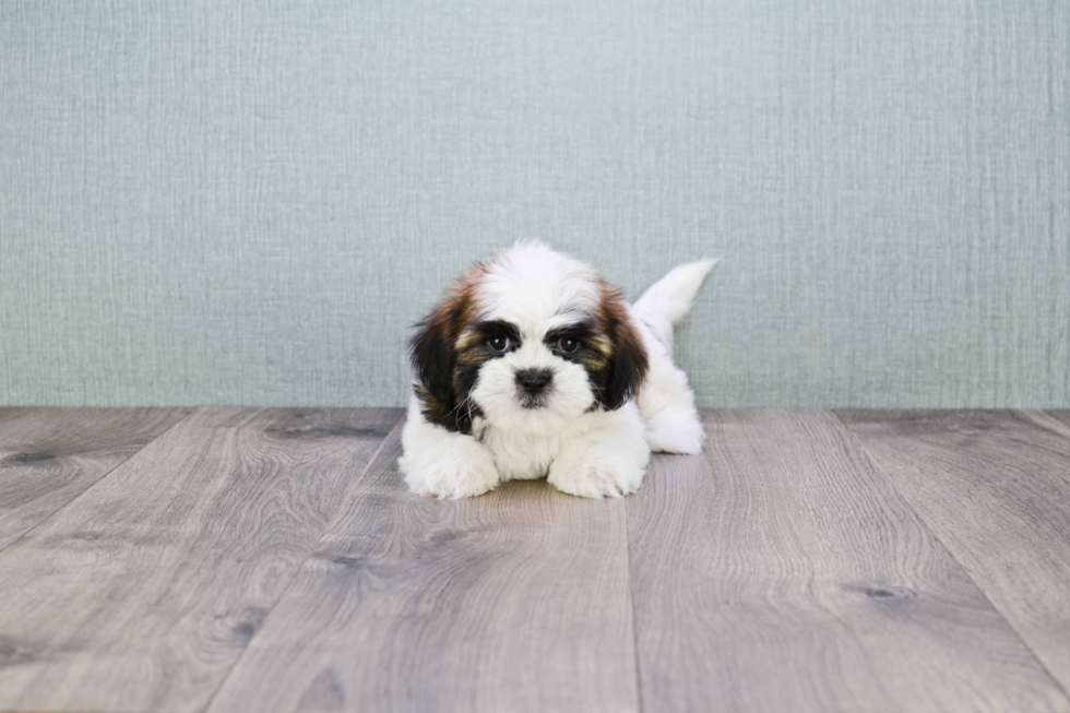 Teddy Bear Pup Being Cute