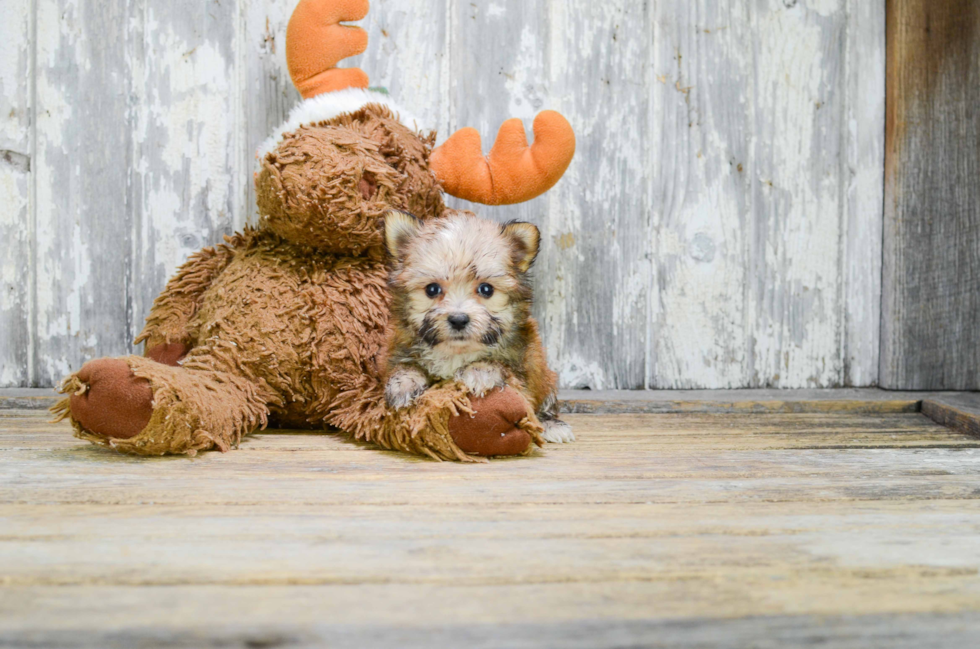 Morkie Pup Being Cute