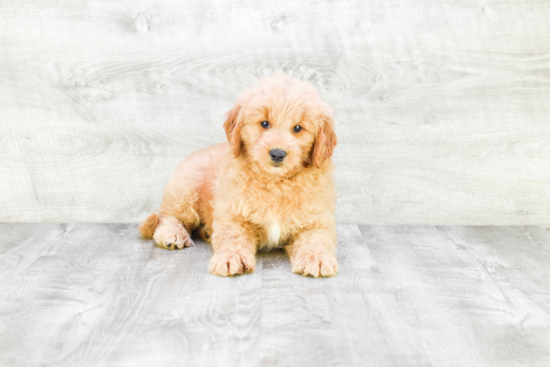 Cute Mini Goldendoodle Baby