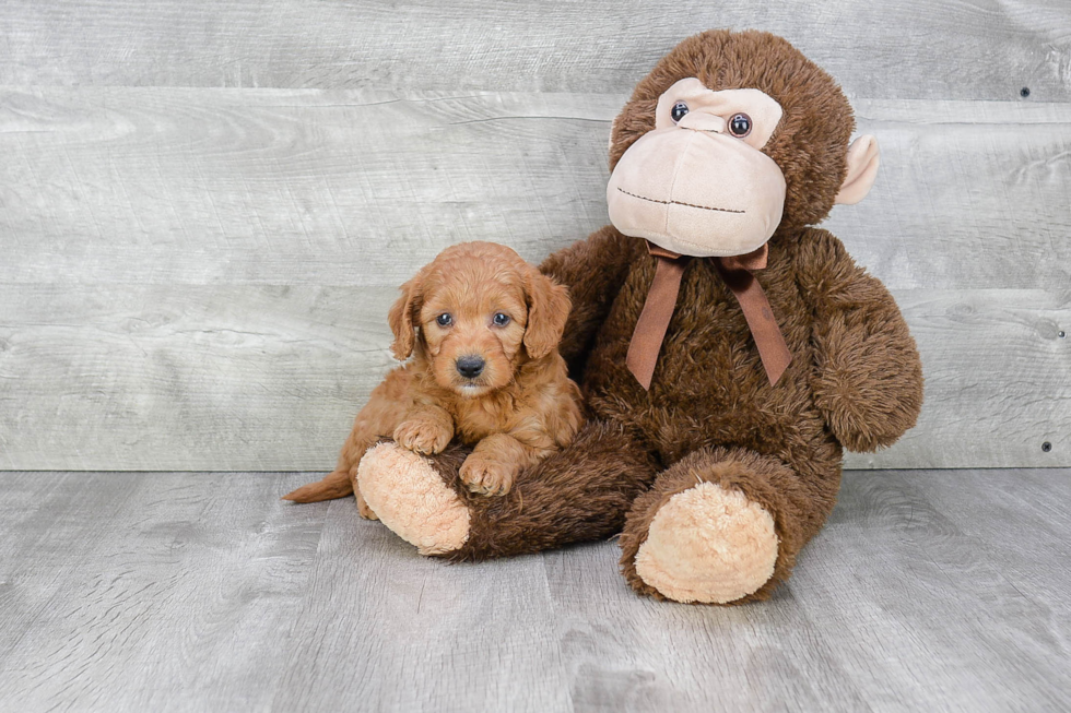 Mini Goldendoodle Pup Being Cute