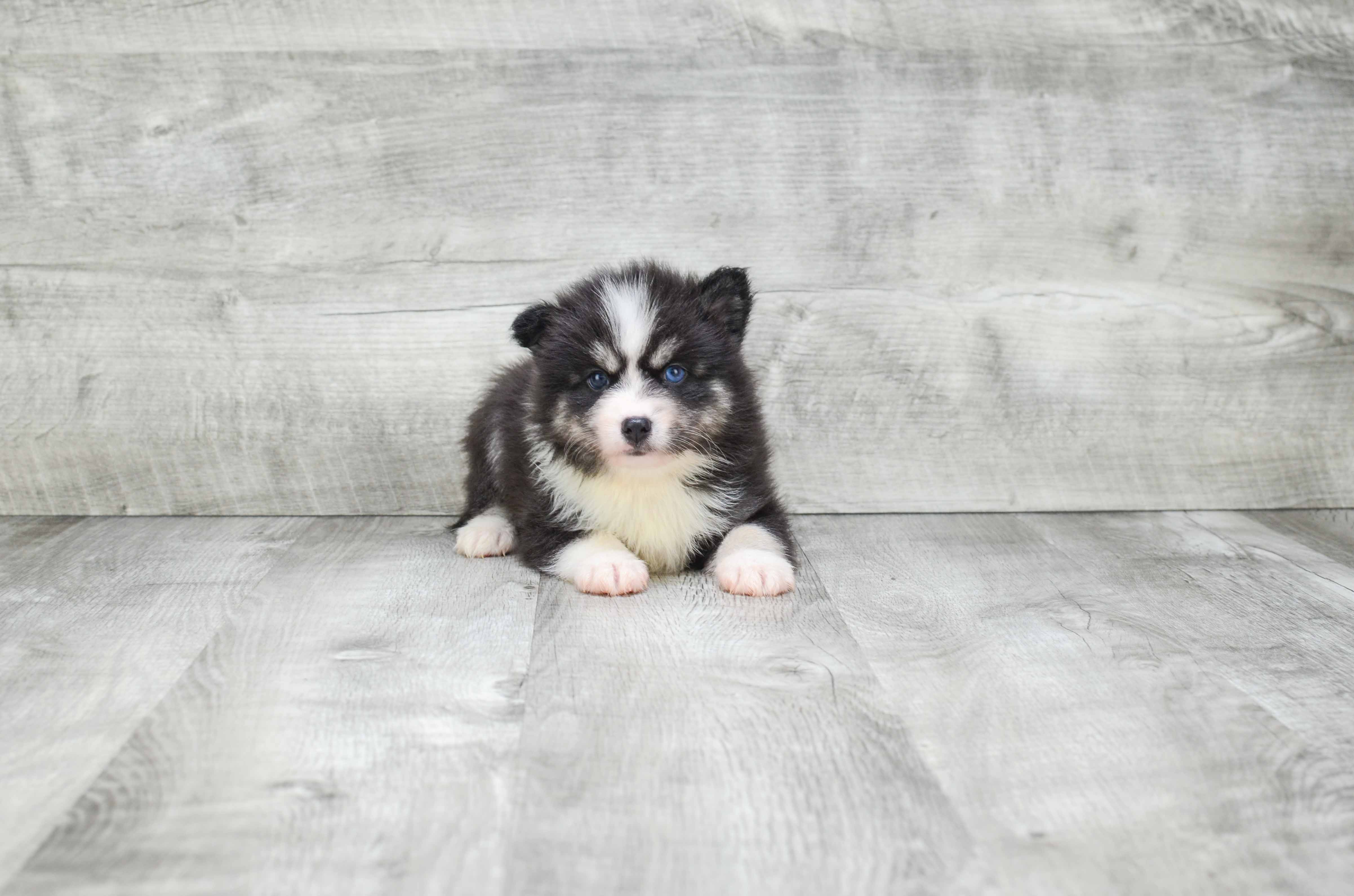 Pomsky Puppy for Adoption
