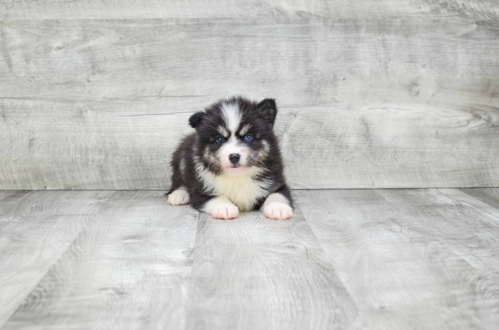 Pomsky Puppy for Adoption