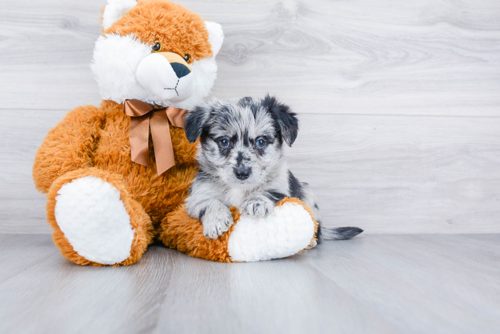 Mini Aussiedoodle Pup Being Cute