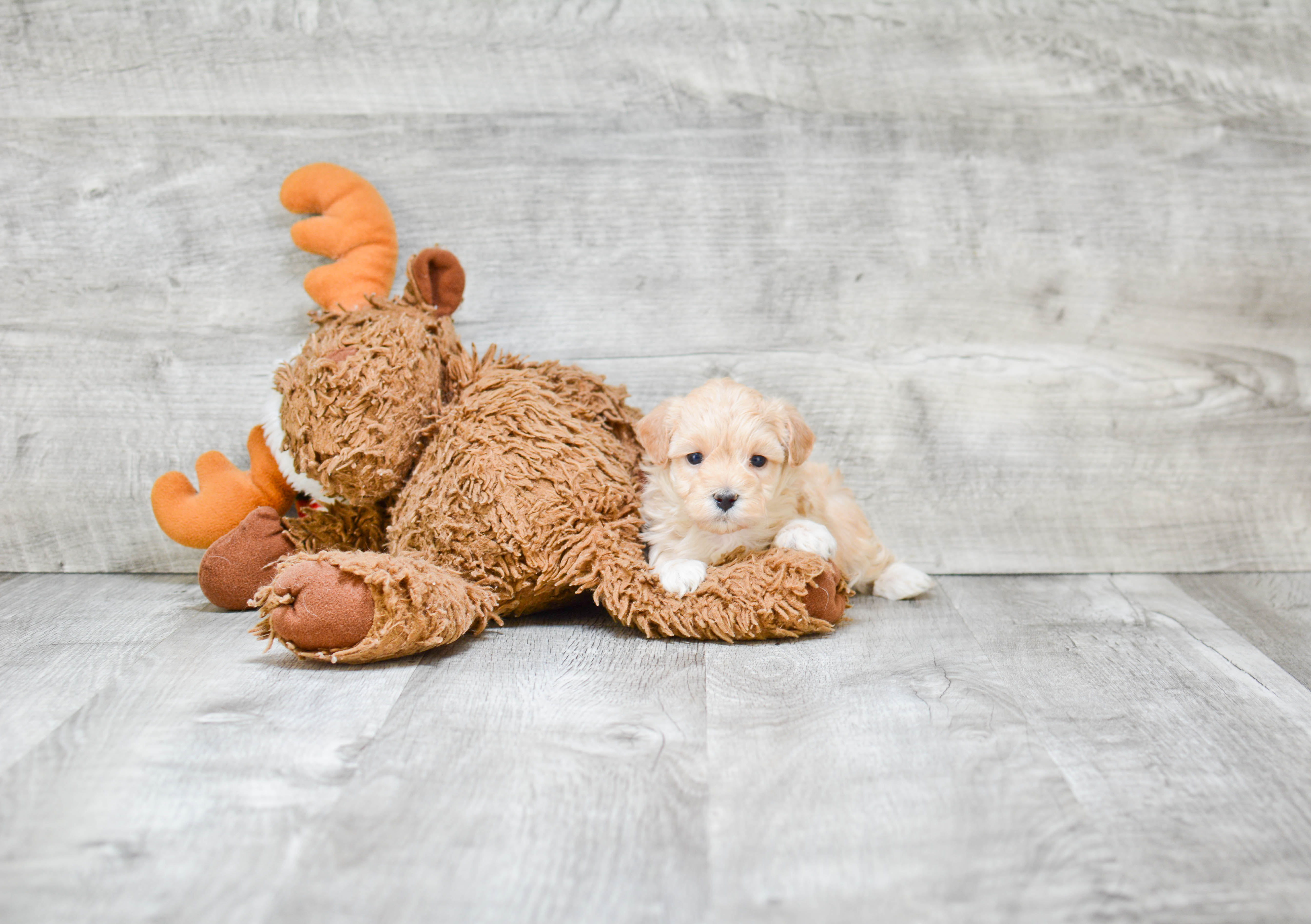 Small Maltipoo Baby