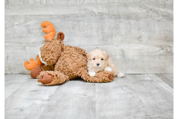 Small Maltipoo Baby