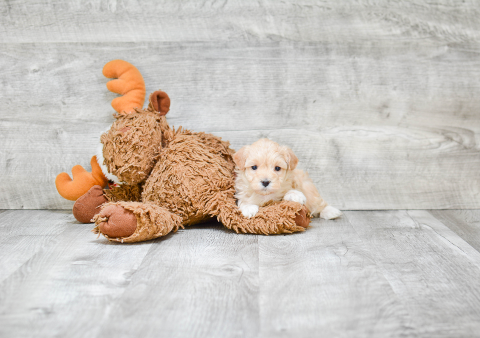 Small Maltipoo Baby