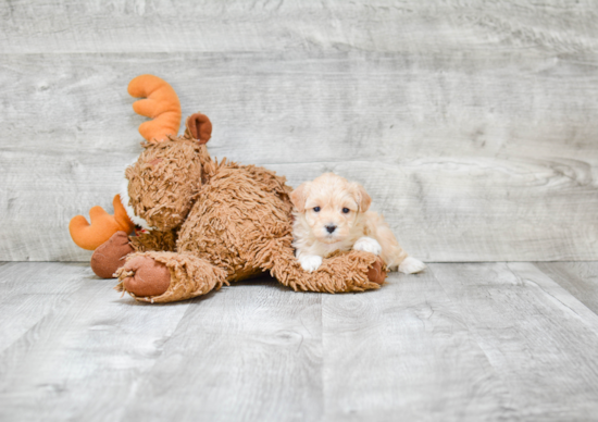 Small Maltipoo Baby