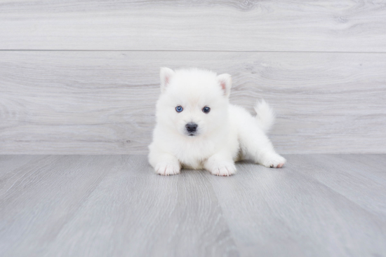 Smart Pomsky Designer Pup