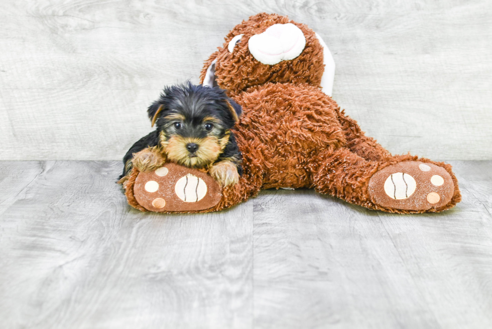 Meet Victoria - our Yorkshire Terrier Puppy Photo 