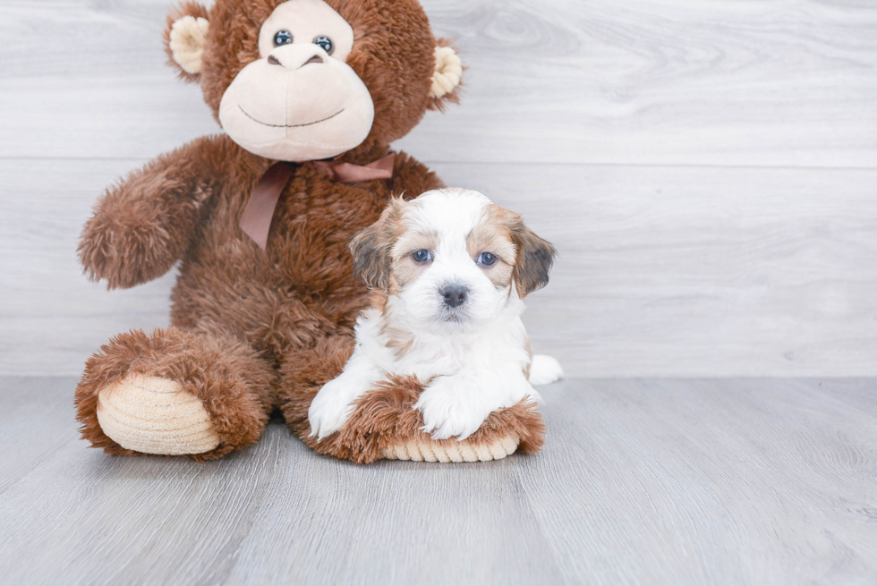 Teddy Bear Pup Being Cute