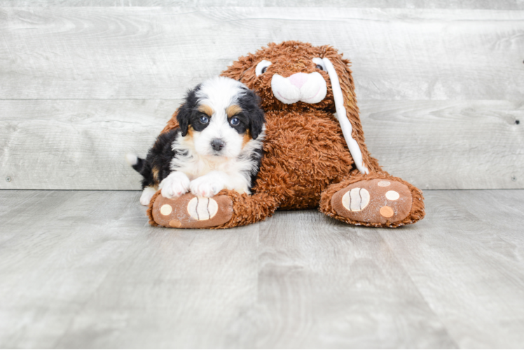 Mini Bernedoodle Puppy for Adoption