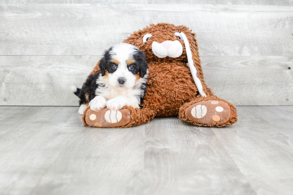 Mini Bernedoodle Puppy for Adoption