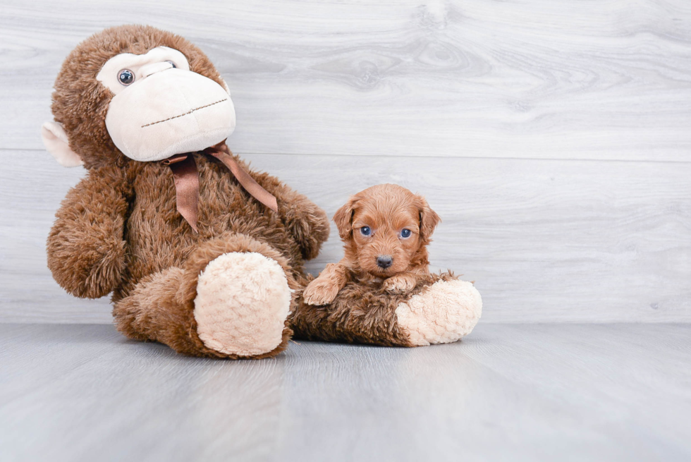 Friendly Cockapoo Baby