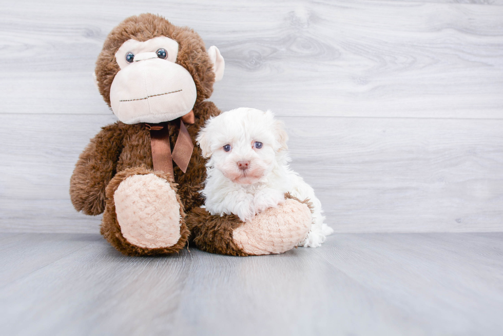 Friendly Havanese Baby