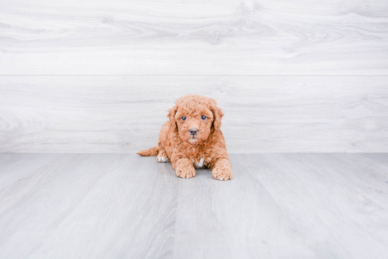 Cute Mini Goldendoodle Baby