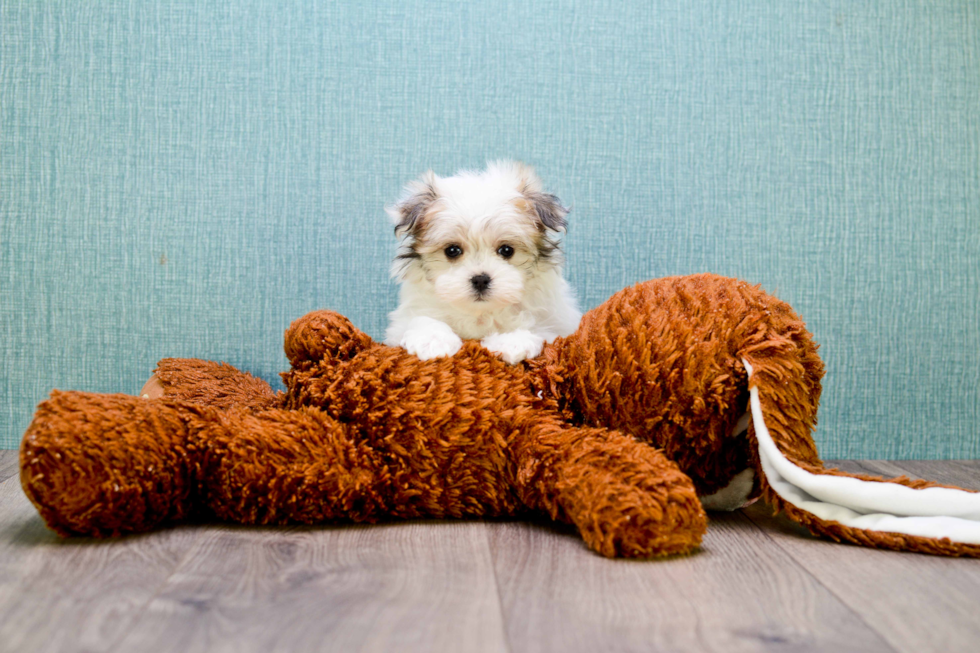 Smart Morkie Designer Pup