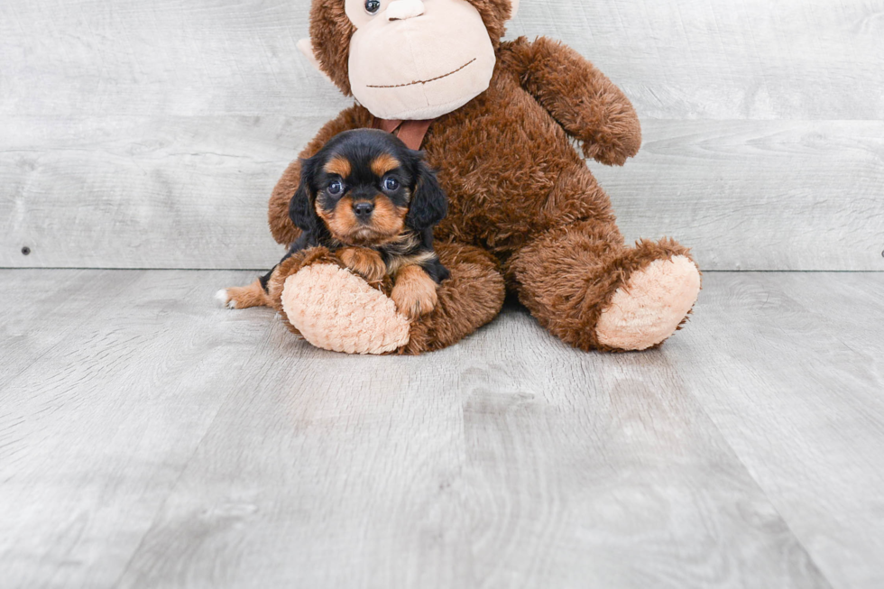 Cavalier King Charles Spaniel Puppy for Adoption