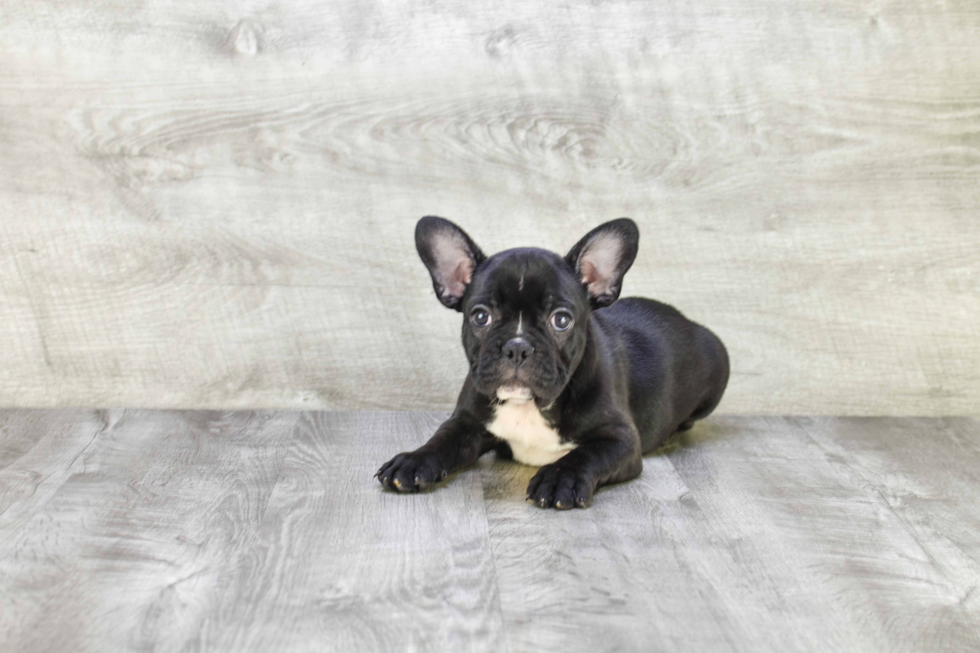 Best French Bulldog Baby