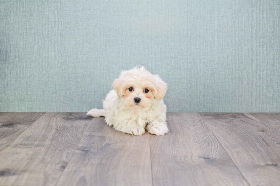 Maltipoo Puppy for Adoption