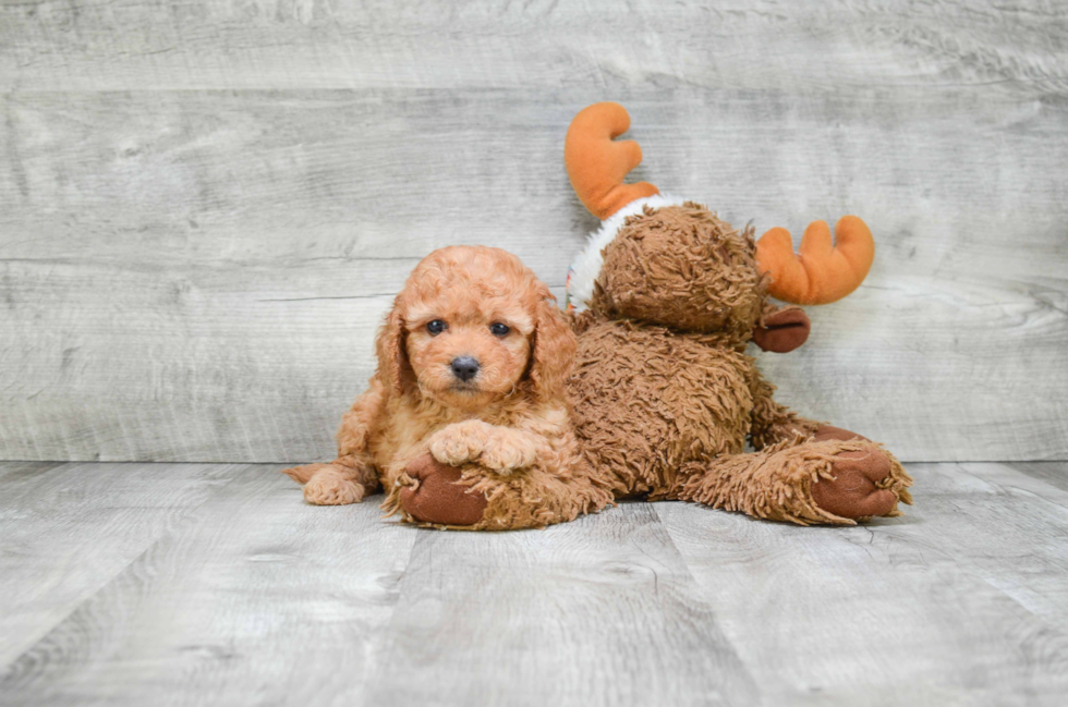 Best Cavapoo Baby