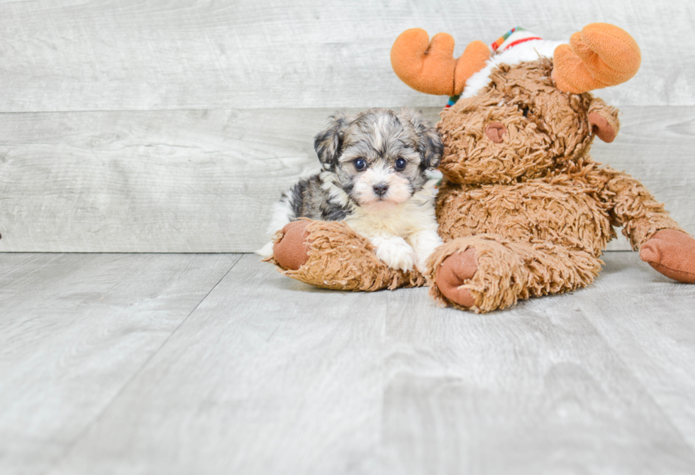 Havanese Puppy for Adoption