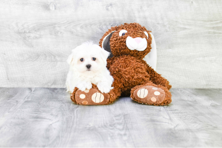 Friendly Maltese Baby