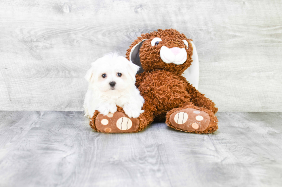 Friendly Maltese Baby