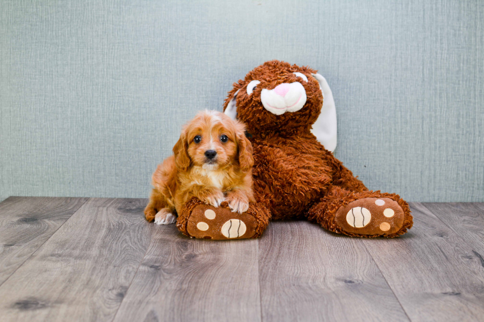 Cavapoo Pup Being Cute