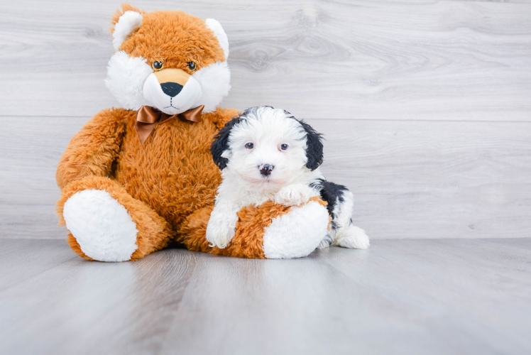 Adorable Sheep Dog Poodle Mix Puppy