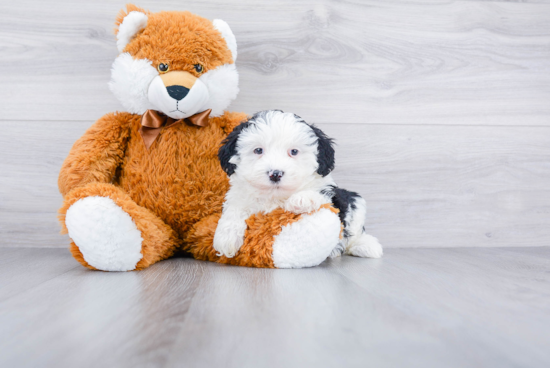 Adorable Sheep Dog Poodle Mix Puppy