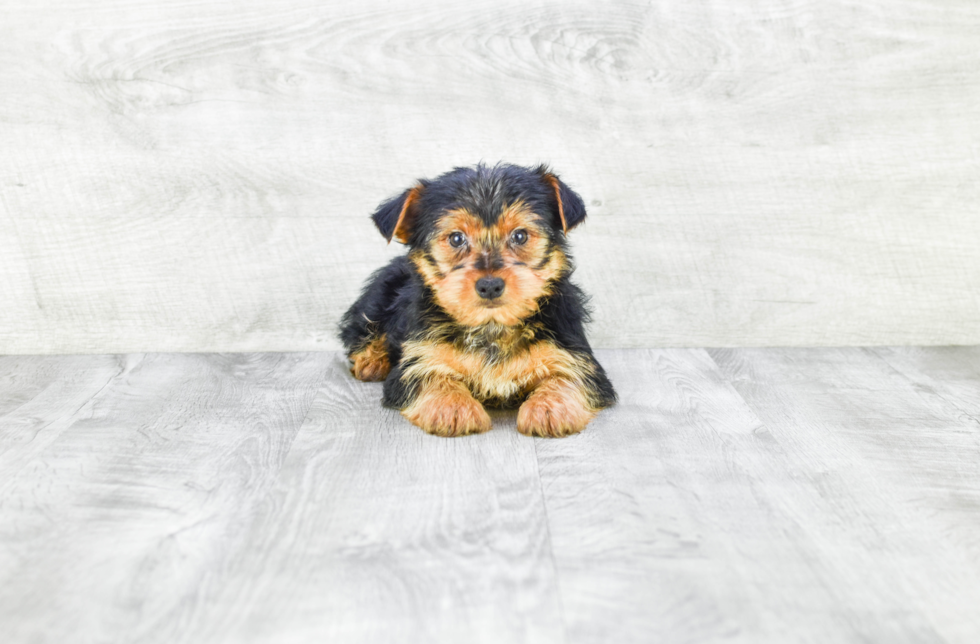 Meet Snickers - our Yorkshire Terrier Puppy Photo 