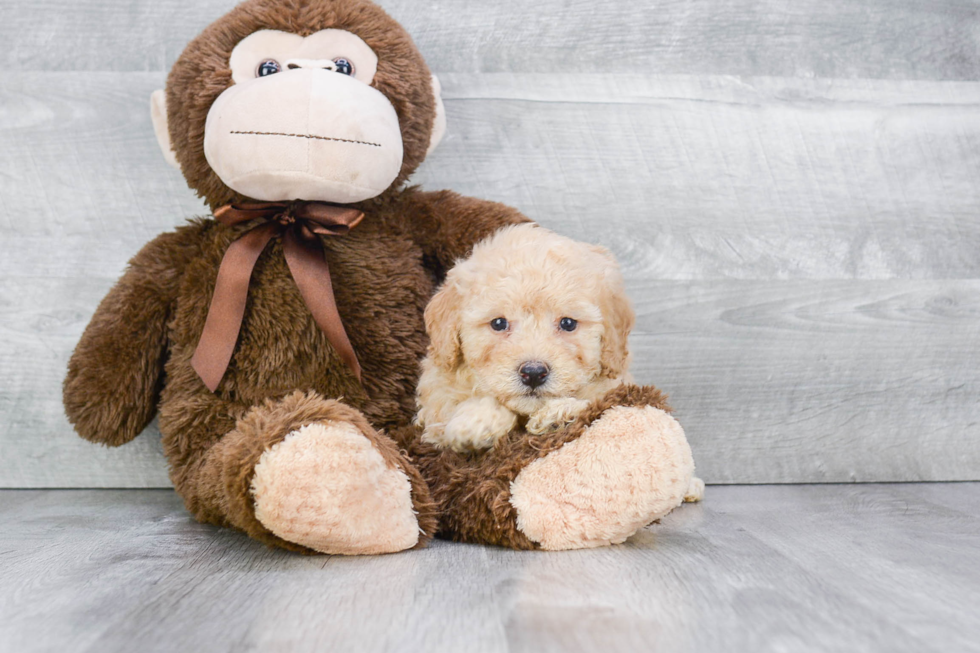 Adorable Maltepoo Poodle Mix Puppy