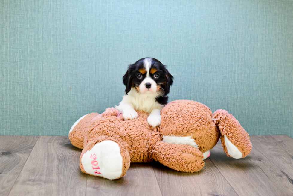 Playful Cavalier King Charles Spaniel Purebred Pup