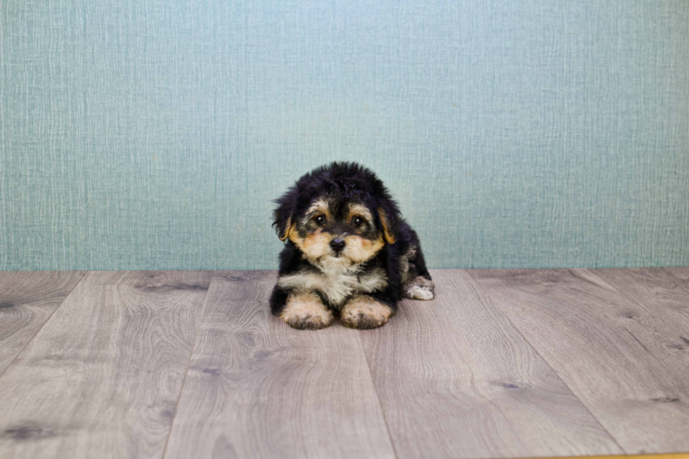 Morkie Puppy for Adoption