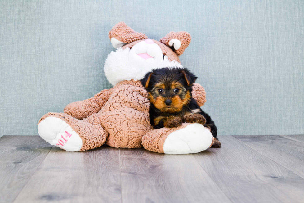 Meet Jeremy - our Yorkshire Terrier Puppy Photo 