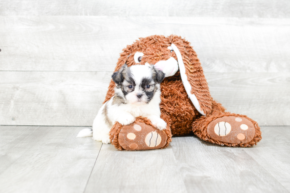 Teddy Bear Pup Being Cute