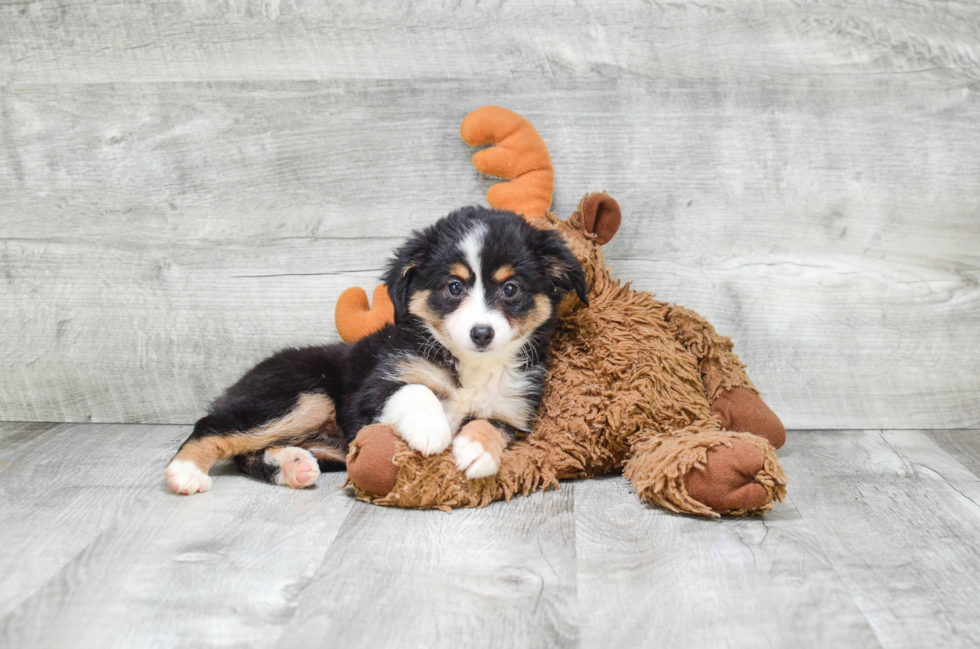 Friendly Mini Aussiedoodle Baby