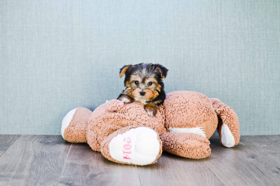 Meet Timmy - our Yorkshire Terrier Puppy Photo 