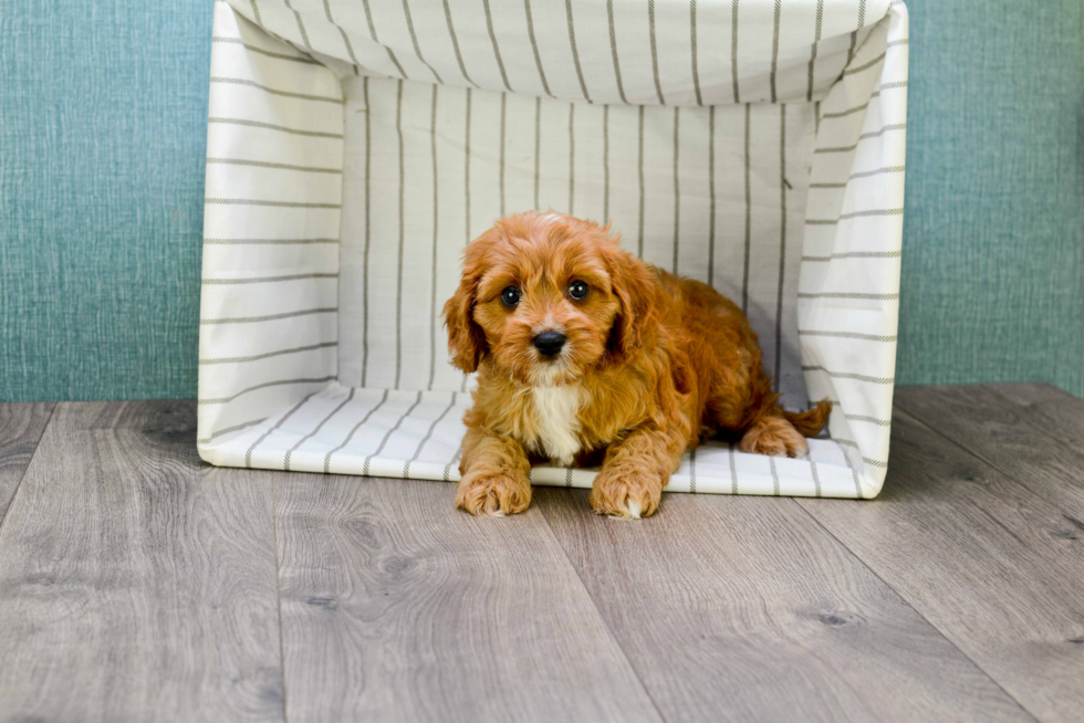 Cavapoo Puppy for Adoption