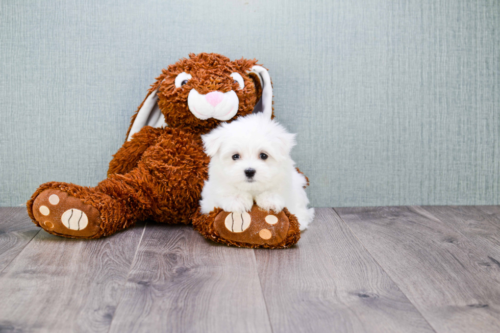 Happy Maltese Purebred Puppy