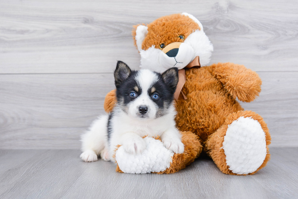 Adorable Mini Husky Designer Puppy