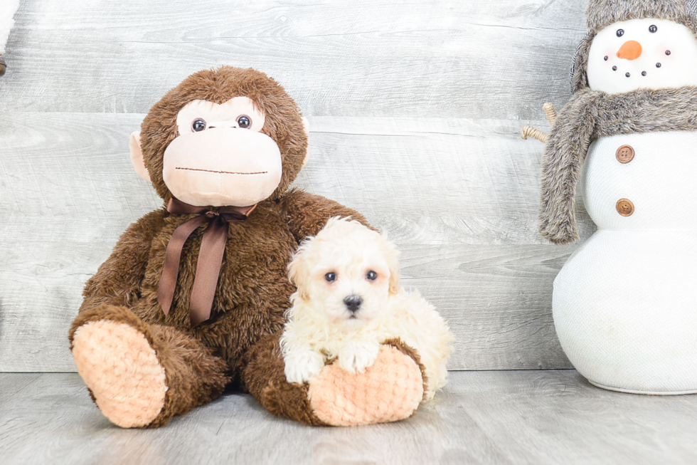 Maltipoo Puppy for Adoption