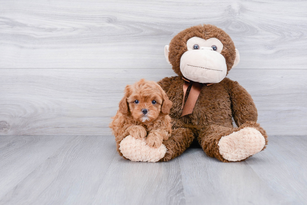 Best Cavapoo Baby