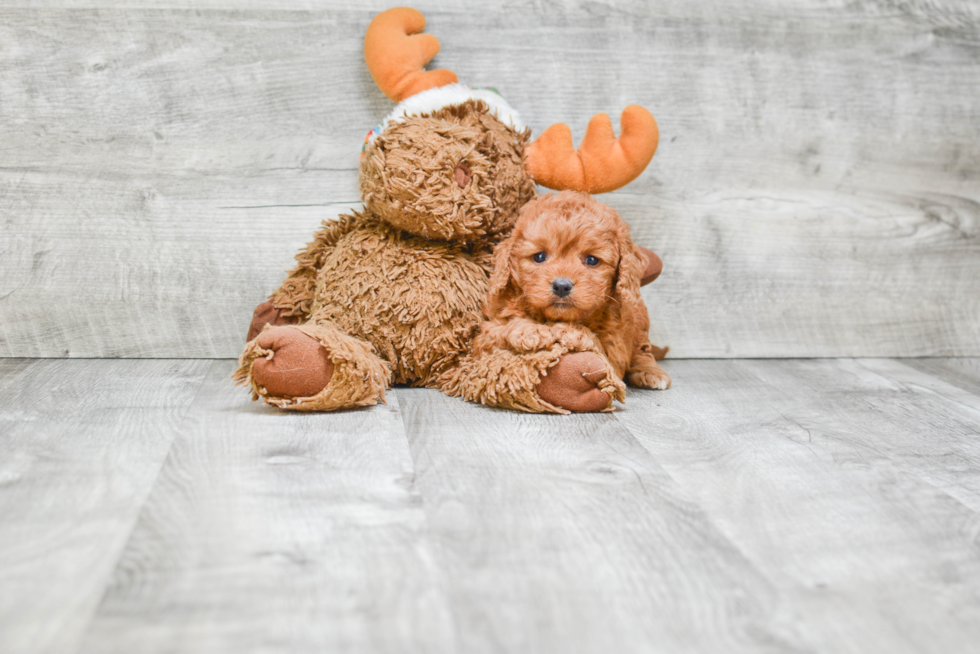 Cavapoo Puppy for Adoption