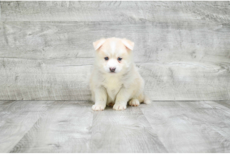 Pomsky Puppy for Adoption